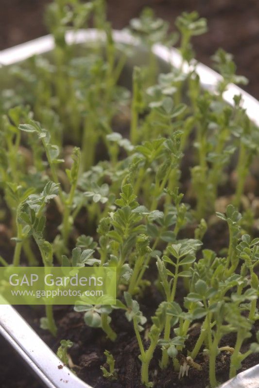 Chickpea Cicer arietinum grown on a thin layer of compost and in a container for harvest as micro-greens