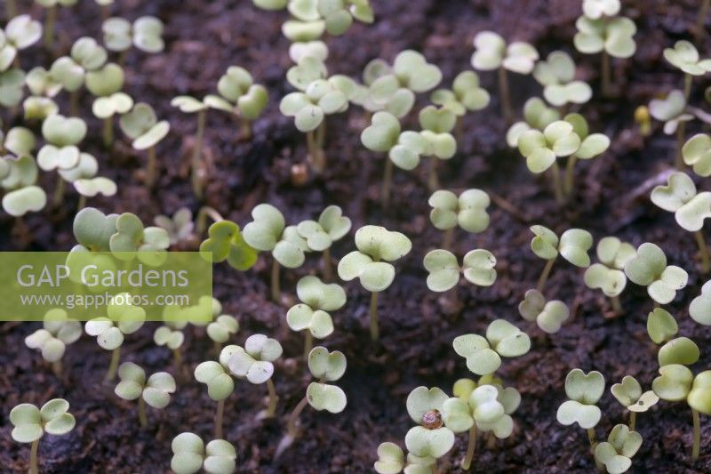 Eruca vesicaria - Rocket or arugula sown on a thin layer of compost to develop as micro-greens, 5 days after sowing