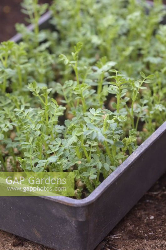 Chickpea Cicer arietinum grown on a thin layer of compost and in a container for harvest as micro-greens