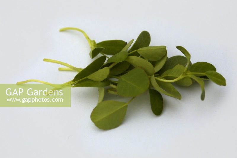 Fenugreek - Trigonella foenum-graecum as micro greens