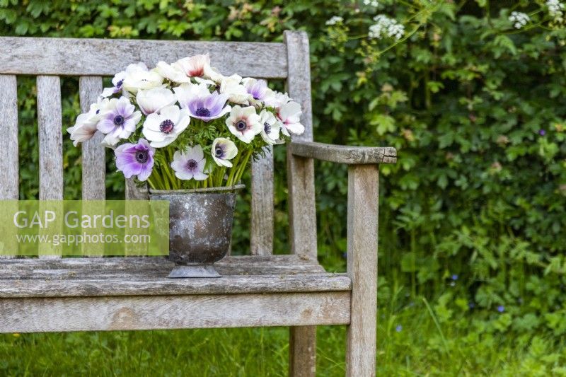Bouquet of Anemone Pastel Mix and Panda in galvanised bucket on wooden bench