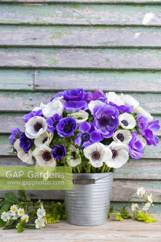 Bouquet of Anemone Blue and Panda in galvanised bucket