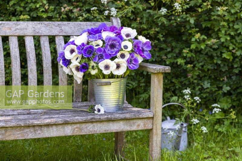 Bouquet of Anemone Blue and Panda in galvanised bucket on wooden bench