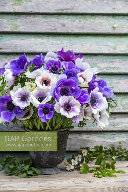 Bouquet of Anemone Blue and Pastel mix in galvanised bucket