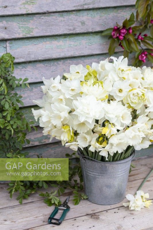 Bouquet of white Narcissus - Daffodils in galvanised bucket 