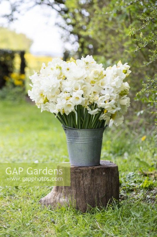 Bouquet of white Narcissus - Daffodils in galvanised bucket on tree stump