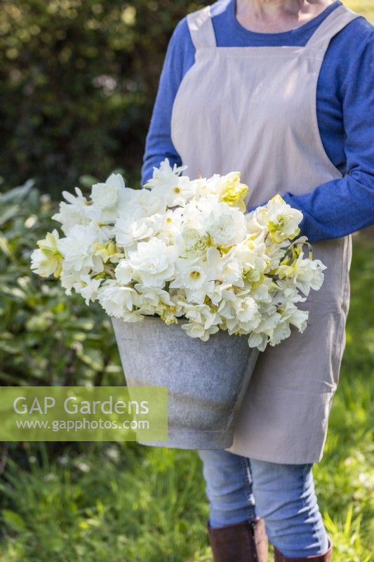 Woman holding bucket with bunch of white Narcissus - Daffodils 