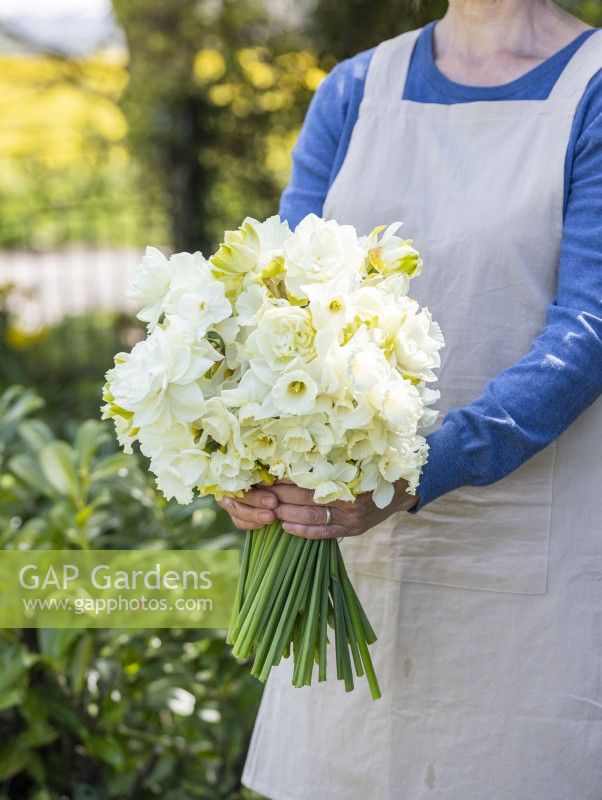 Woman holding bunch of mixed white Narcissus - Daffodils 