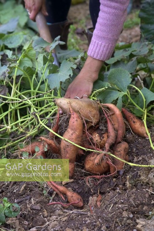 Lifting Sweet Potato - Ipomoea batatas 'Beauregard' in late October - growing under cover in UK