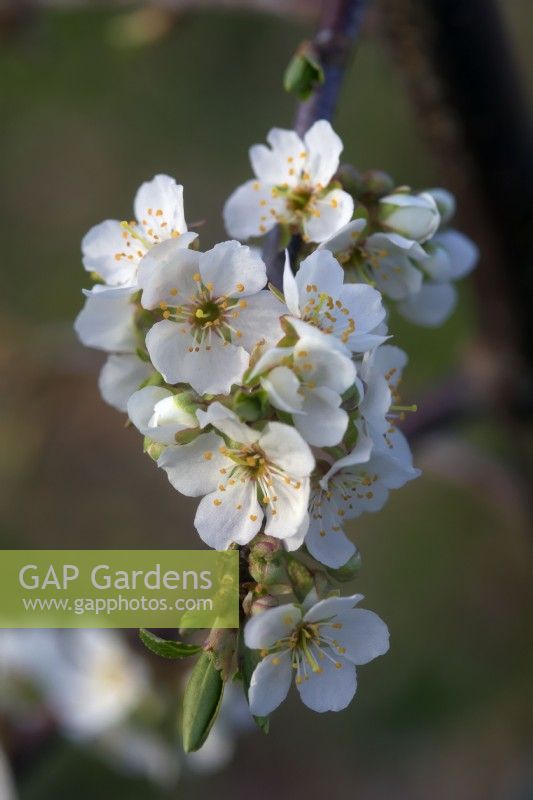 Plum Mirabelle 'Golden Sphere' flowering in late March