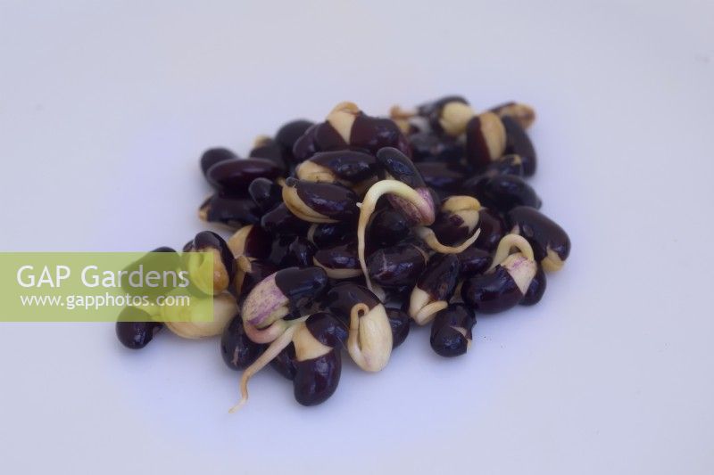 Sprouting Black Turtle Beans - Phaseolus vulgaris