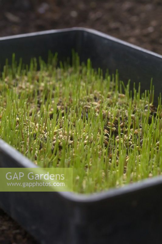 Sprouting Wheat - Triticum sp. 5 days after sowing on a thin layer of compost to allow production of shoots for harvesting as micro-greens