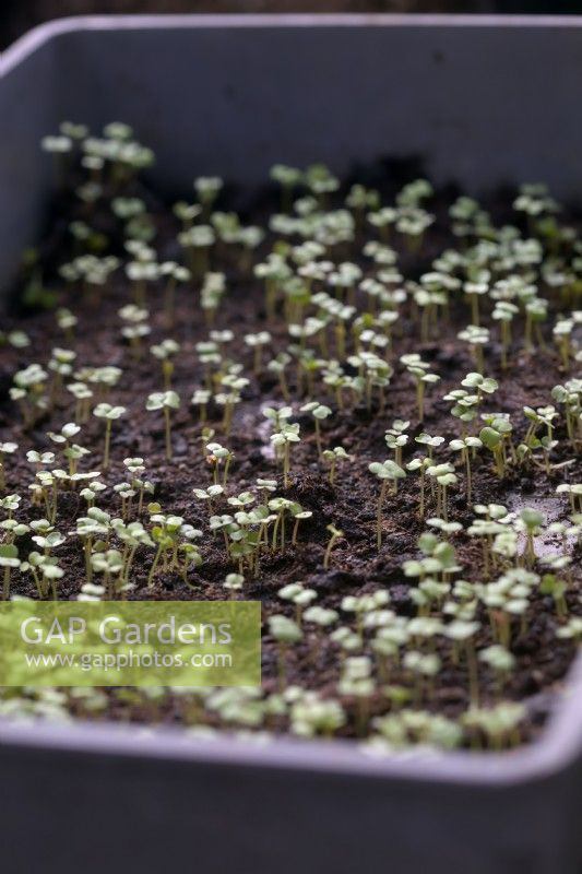 Eruca vesicaria - Rocket or arugula sown on a thin layer of compost to develop as micro-greens, 5 days after sowing