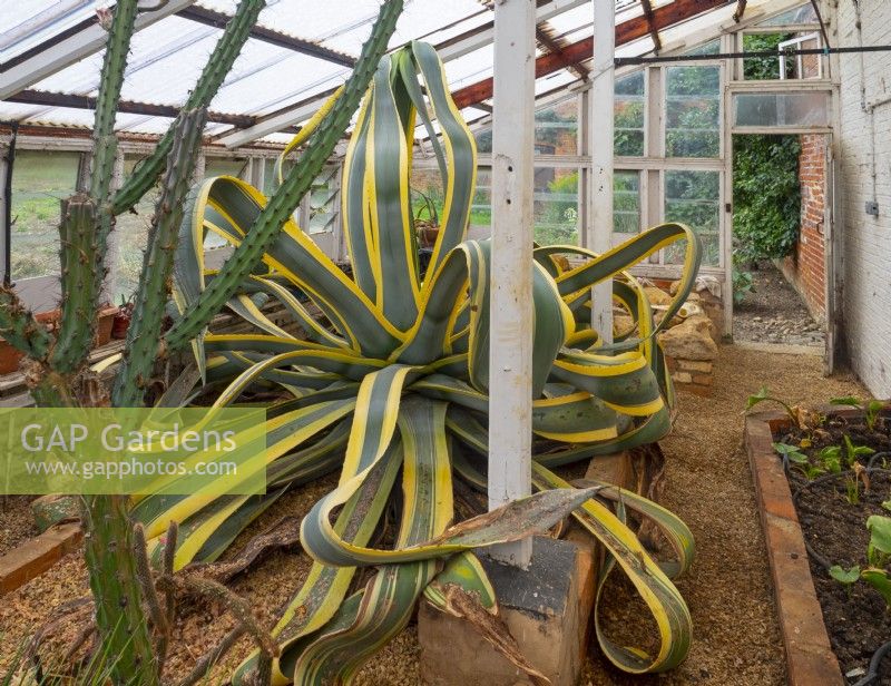 An enormous Agave americana 'Variegata' growing in greenhouse