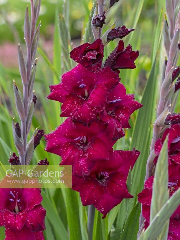 Gladiolus 'Black Surprise' in rain August