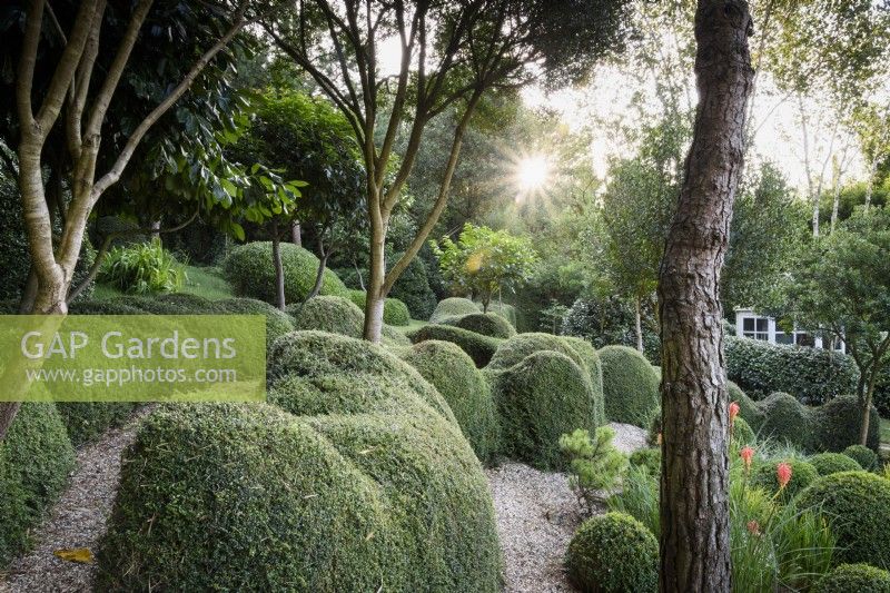 A garden of largely green plants at Dip-on-the-Hill, Ousden, Suffolk in August featuring clipped Lonicera nitida and Buxus sempervirens amongst trees.