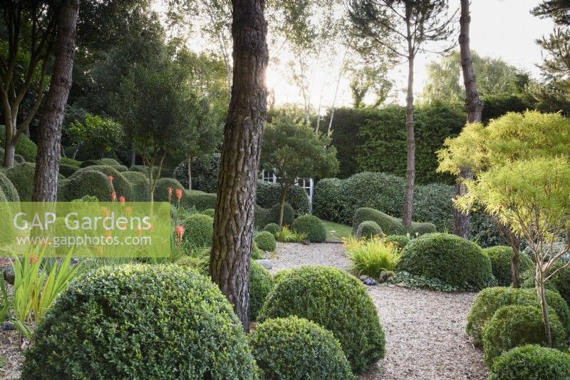A garden of largely green plants at Dip-on-the-Hill, Ousden, Suffolk in August featuring clipped Lonicera nitida and Buxus sempervirens amongst trees including tall pines and Hebe stenophylla.