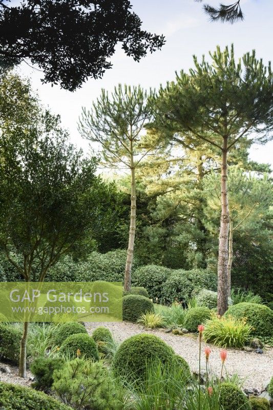 Tall Pinus pinea rise between clipped mounds of evergreens including box and Lonicera nitida at Dip-on-the-Hill, Ousden, Suffolk in August with kniphofias providing accents of orange.
