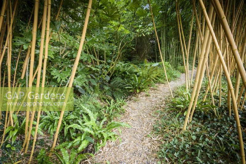 A gravel path covered with fallen bamboo leaves, running between golden bamboo canes in August