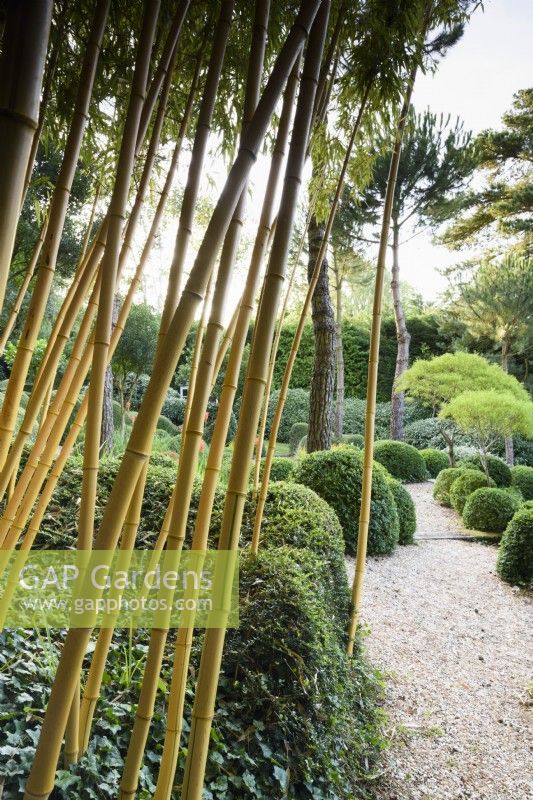 A curtain of golden bamboo frames the garden at Dip-on-the-Hill, Ousden, Suffolk in August, planted with mostly green plants including clipped box and Lonicera nitida.