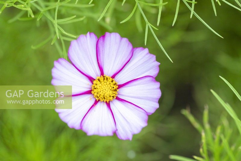 Cosmos 'Candy Stripe'