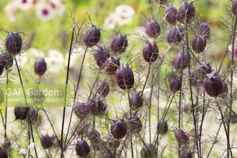 Nigella damascena 'Albion Black Pod' - Love in a Mist ornamental seed capsules