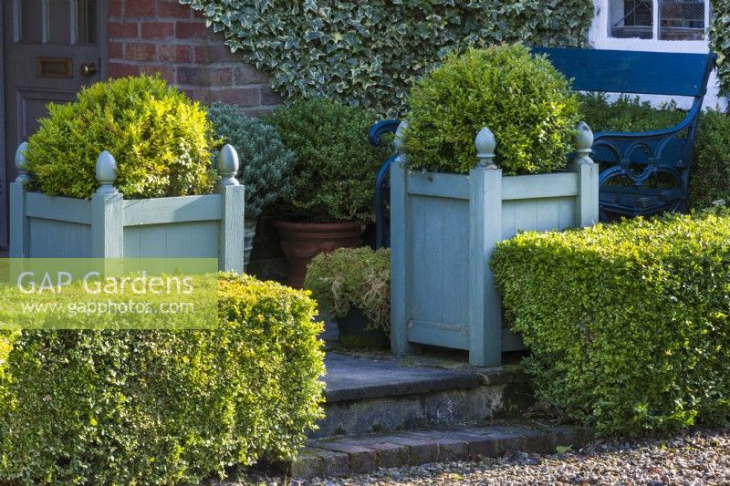 Clipped box, Buxus sempervirens in grey-painted Versaille containers and grown as a hedge, next to the side of the house.