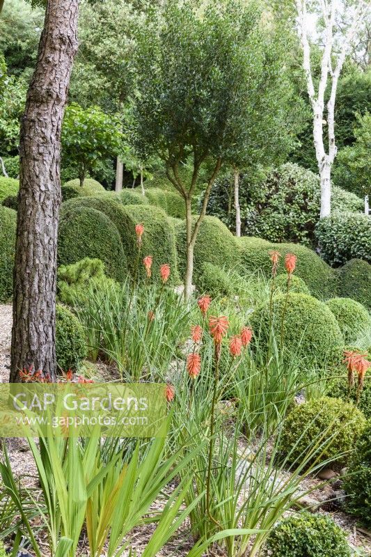 Garden of predominantly green plants including clipped Lonicera nitida  with trees such as Phillyrea latifolia, pines and white stemmed birch at Dip-on-the-Hill, Ousden, Suffolk in August. Accents of colour are provided by kniphofia and crocosmia.