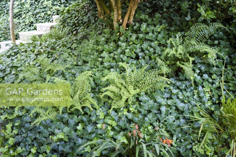 Dryopteris filix-mas 'Cristata' emerging from a carpet of Hedera helix at in August.