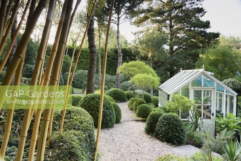 A curtain of golden bamboo frames the garden at Dip-on-the-Hill, Ousden, Suffolk in August, planted with mostly green plants including clipped box and Lonicera nitida.