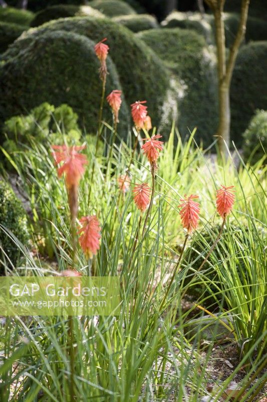 Orange kniphofias in August