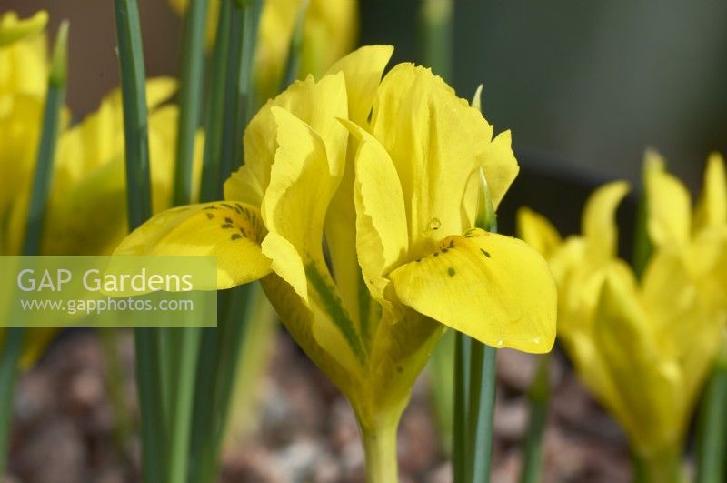 Iris danfordiae syn. Iris reticulata 'Danfordiae' - Danford iris