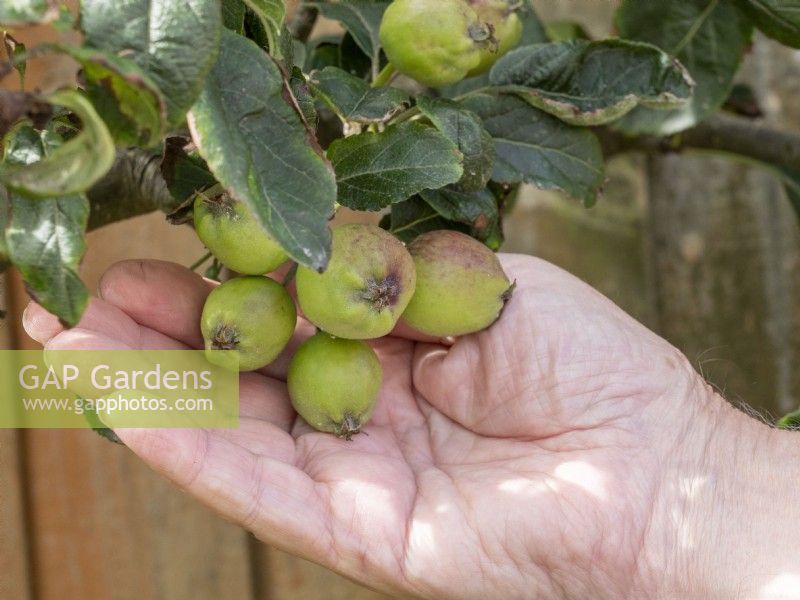 Thin out apples from tree to achieve larger fruit crop