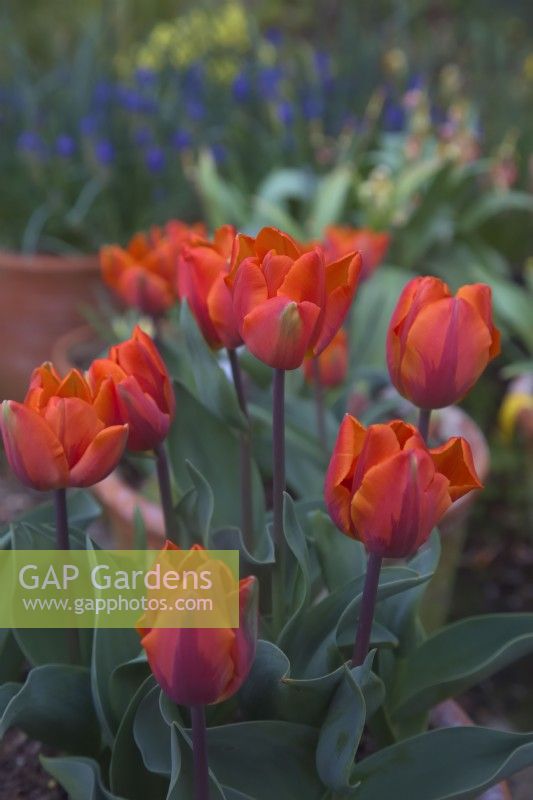 Tulipa 'Hermitage' growing in clay terracotta pots
