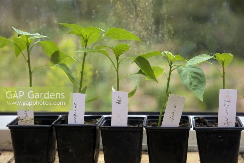 Capsicum - sweet pepper seedlings in different composts - left to right - Bathgate, Westland Multi-purpose with John Innes, Miracle Grow Peat Free, Westland Jacks Magic, Levington Multipurpose with John Innes