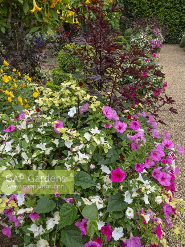 Petunia surfinia 'Rosanna' and Tradescantia fluminensis  with other bedding plants in a pot