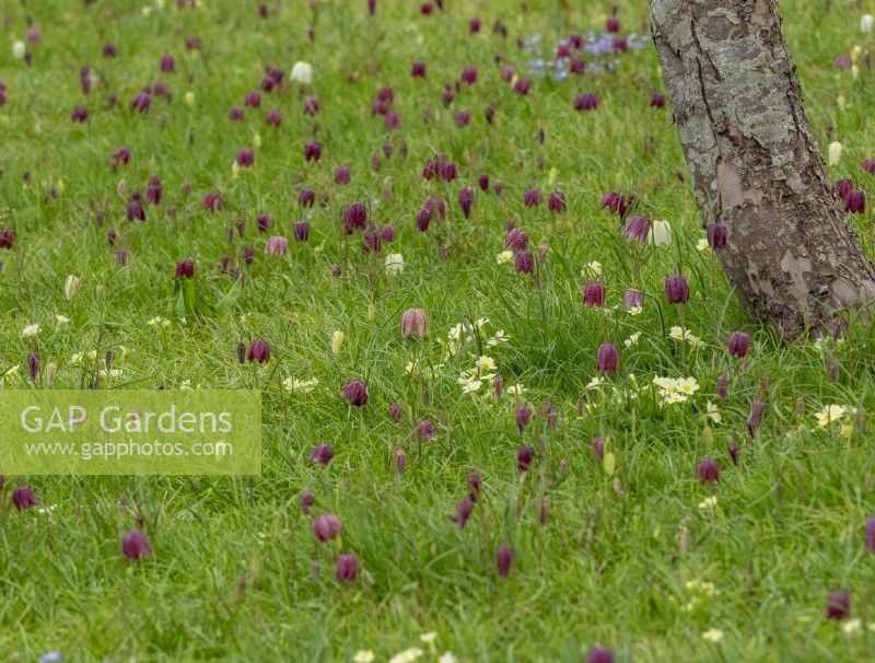 Naturalised fritillaria under trees in grass
