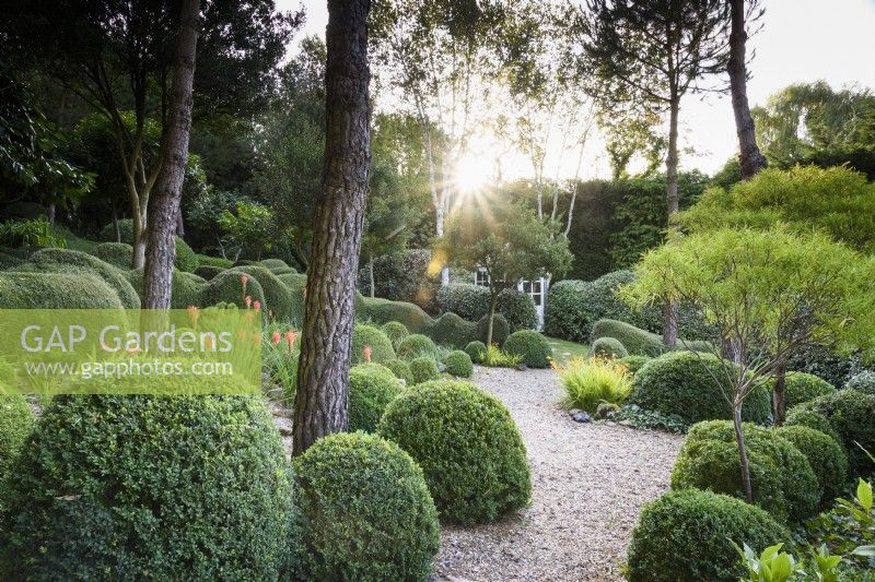 A garden of largely green plants at Dip-on-the-Hill, Ousden, Suffolk in August featuring clipped Lonicera nitida and Buxus sempervirens amongst standard Hebe stenophylla and pines.
