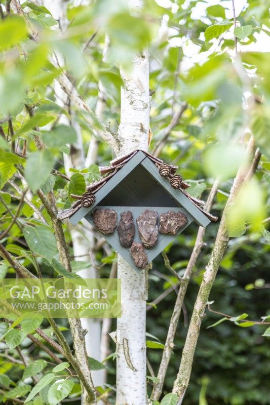 Bird box on a silver birch tree