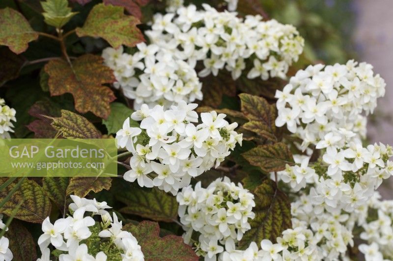 Hydrangea quercifolia Snowflake 'Brido' - Oak leaved Hydrangea