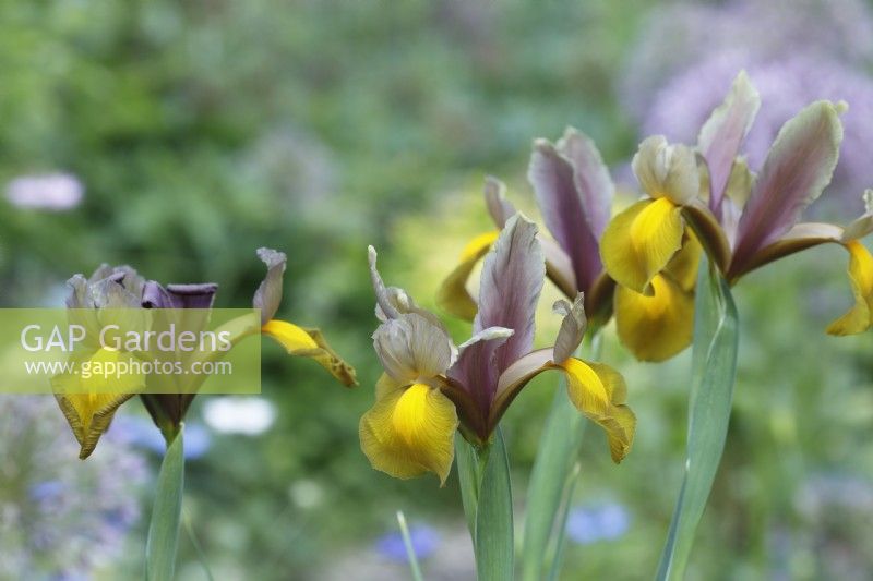 Iris hollandica 'Autumn Princess' - Dutch Irises