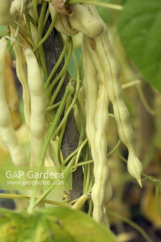 Phaseolus vulgaris 'Nectargold' Climbing Beans