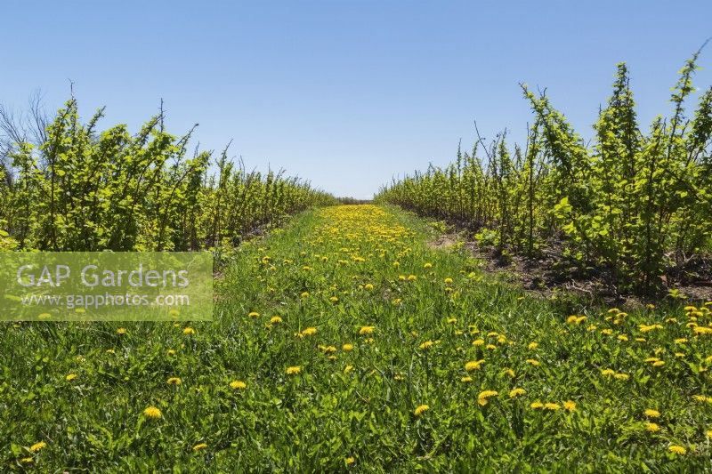Rows of Fragaria  Ã— ananassa - Strawberry plants and field of yellow Taraxacum - Dandelion flowers in spring, Quebec, Canada