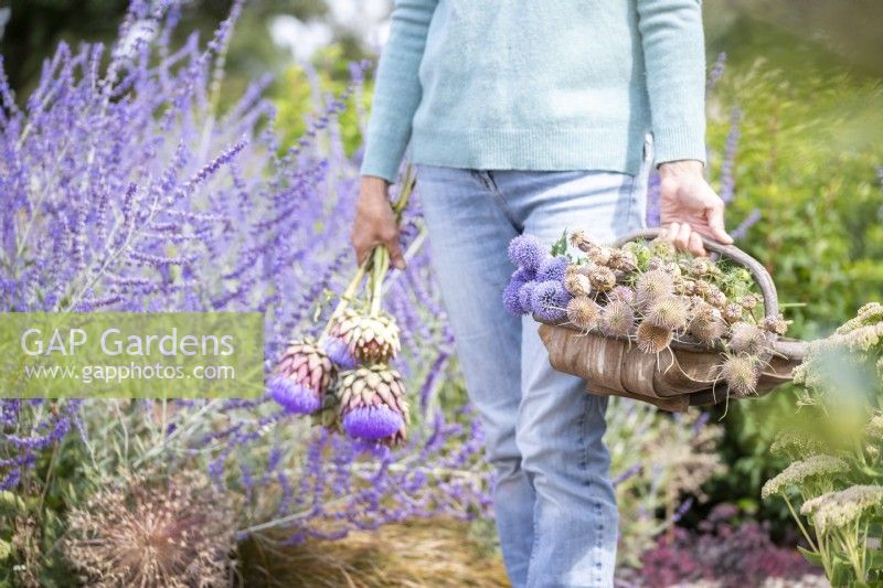 Person carrying a trug of Dipsacus fullonum - Teasel, Nigella seed pods, Poppy seed pods, Echinops ritro, Scabiosa stellata 'PingPong' with Cynara cardunculus - Cardoon