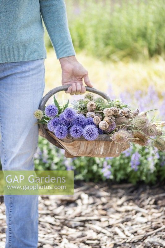 Person carrying a trug of Echinops, Poppy seed pods, nigella seed pods, Teasel, Scabiosa in a trug with Cardoons