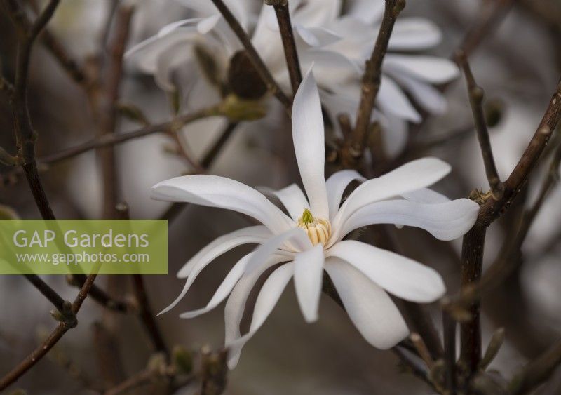 Magnolia stellata, a white flower.