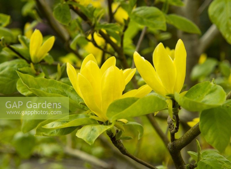 Magnolia 'Lois' a bright yellow flower in May