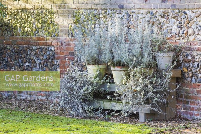 Pots of silver-leaved Helichrysum, H. italicum and H. petiolare over-winter against a sheltered flint and brick wall.