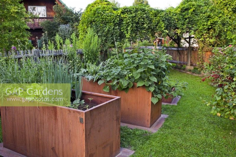 Kitchen garden with contemporary raised beds.