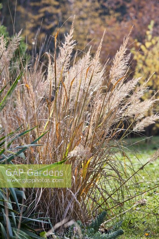 Calamagrostis brachytricha - Korean Feather Reed Grass.
